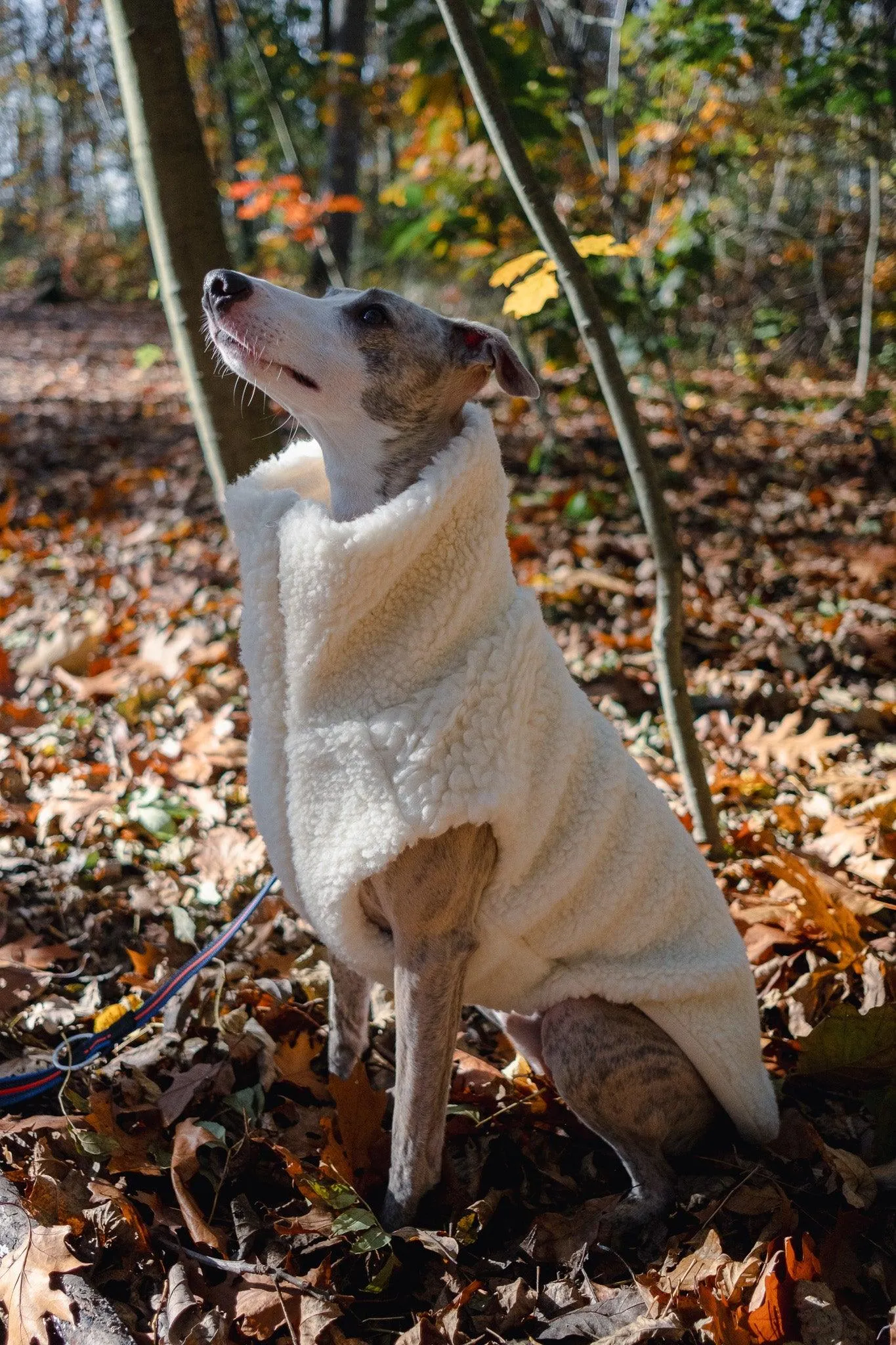 Woolen Dog Vest - White